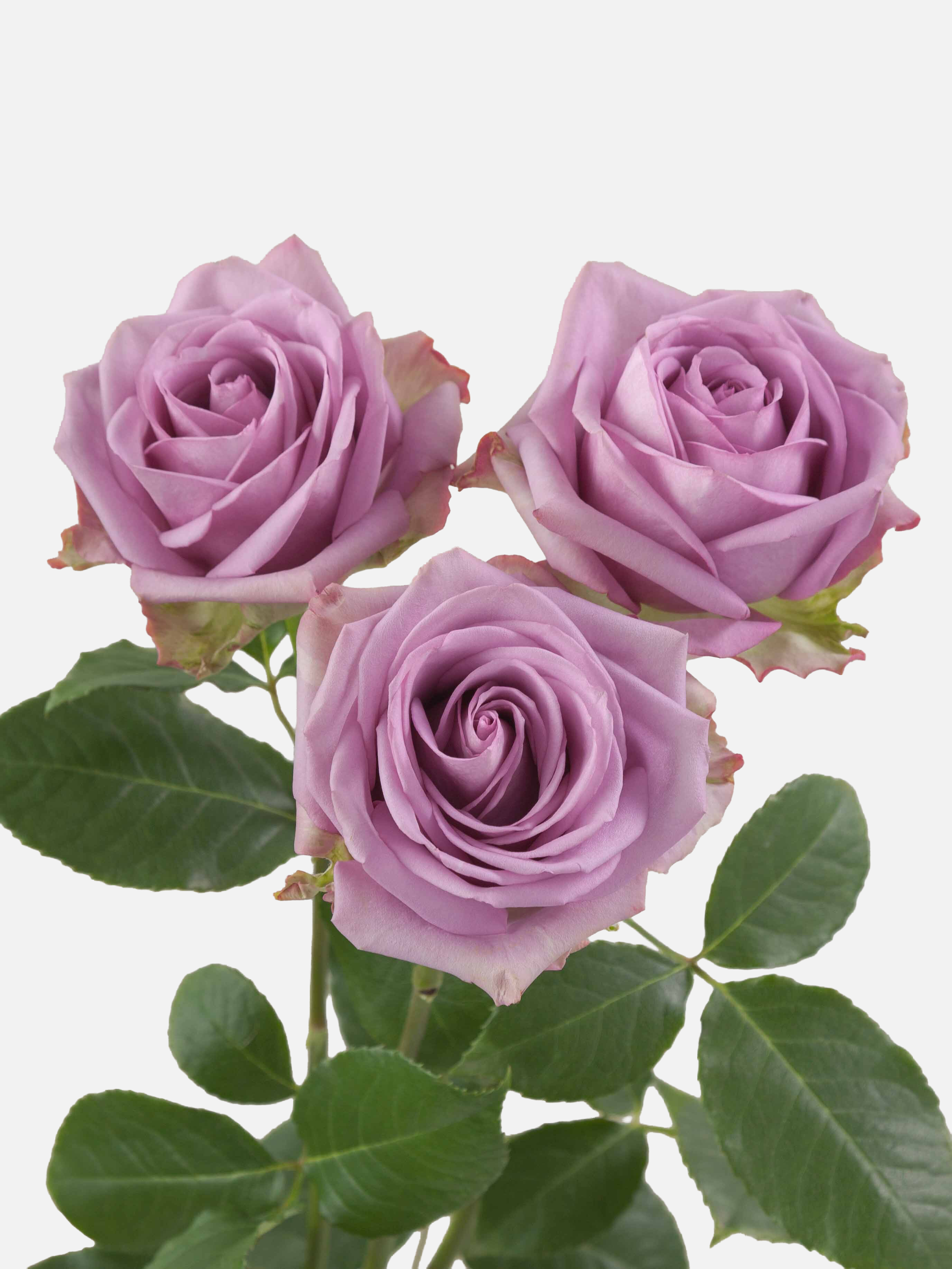 Rosas de agua fresca Lavanda Corta