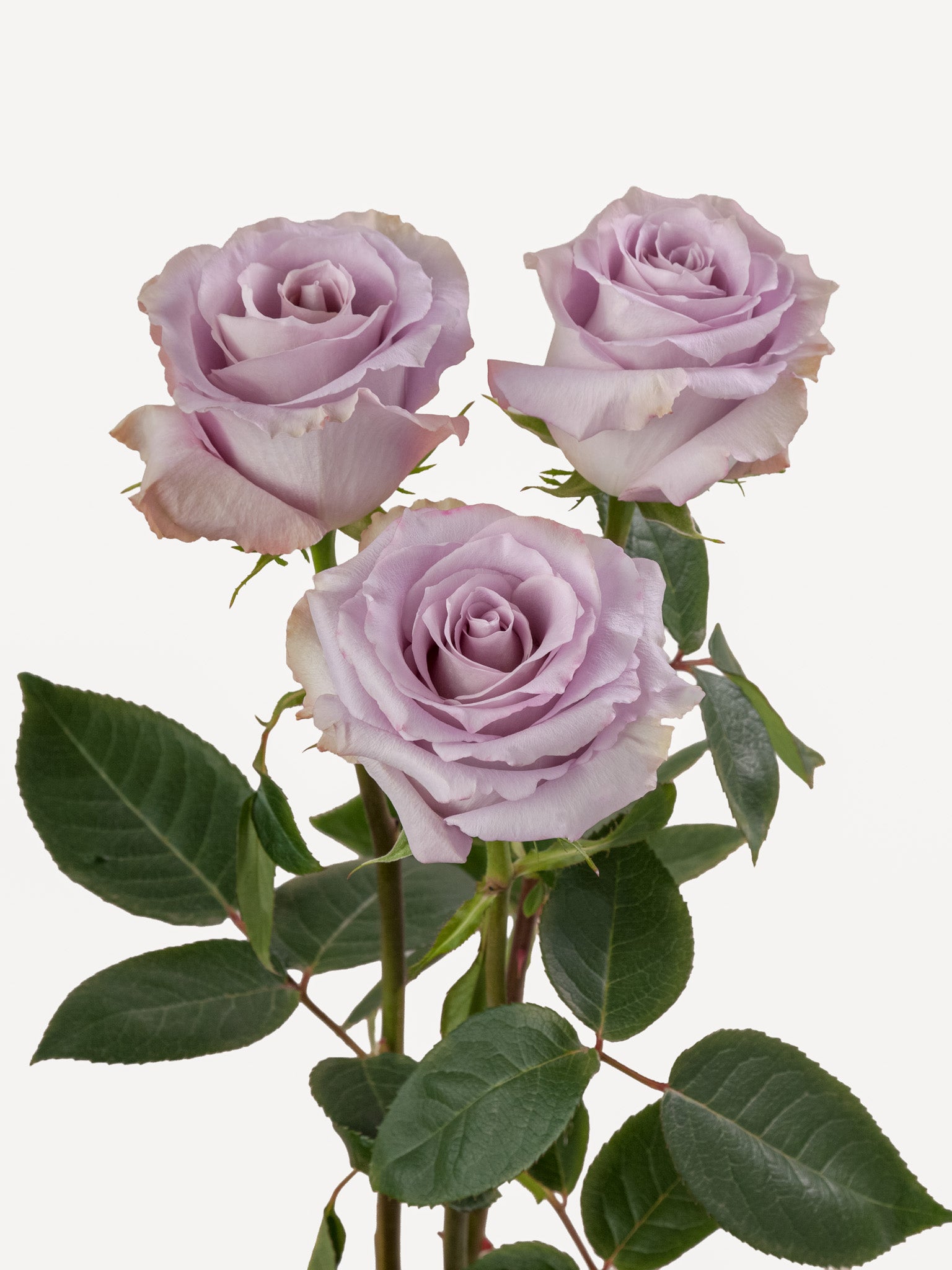 Cool Down Roses Short