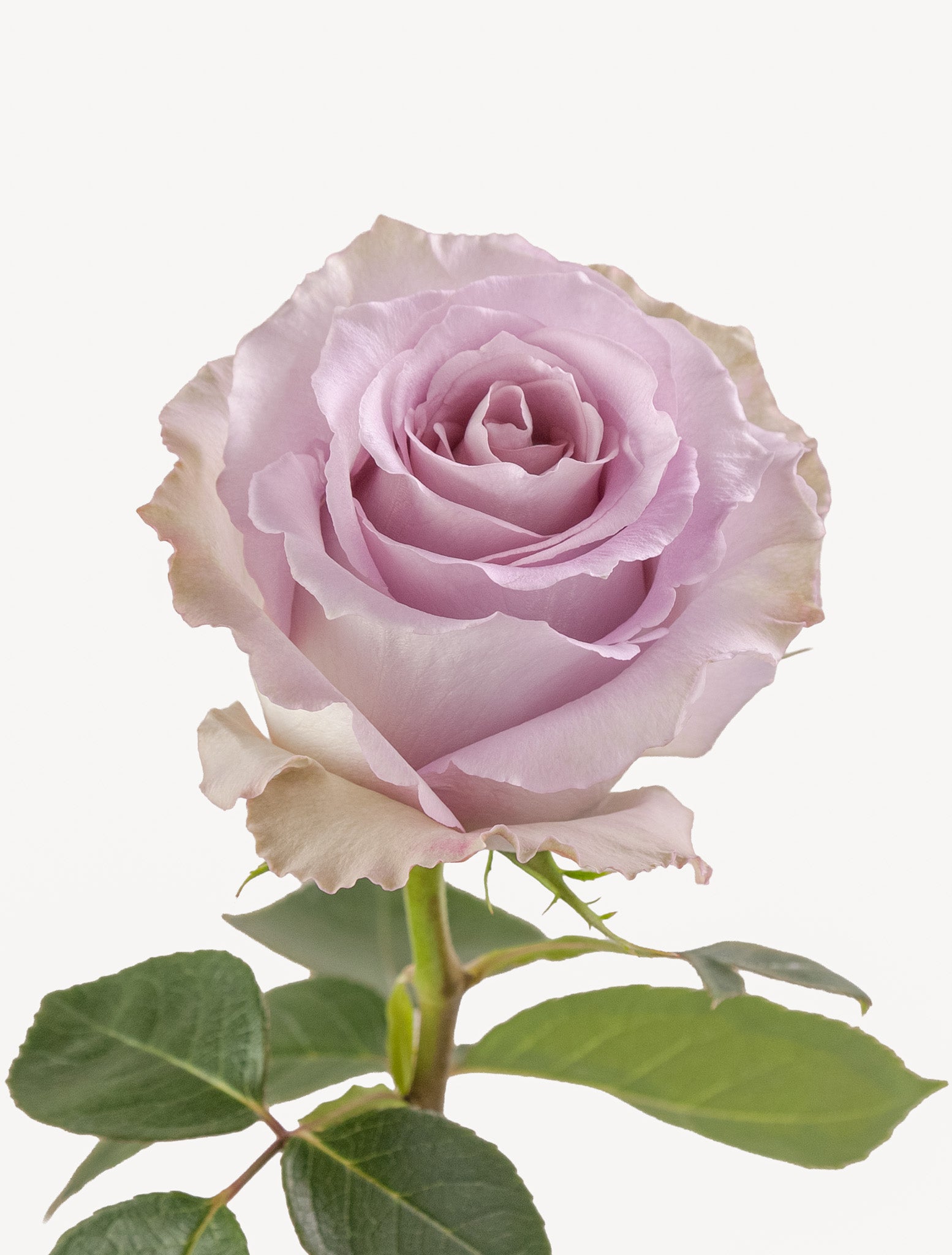 Cool Down Roses Short