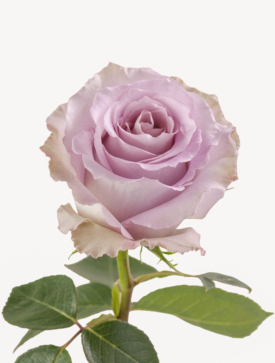 Rosas frías Lavanda Larga