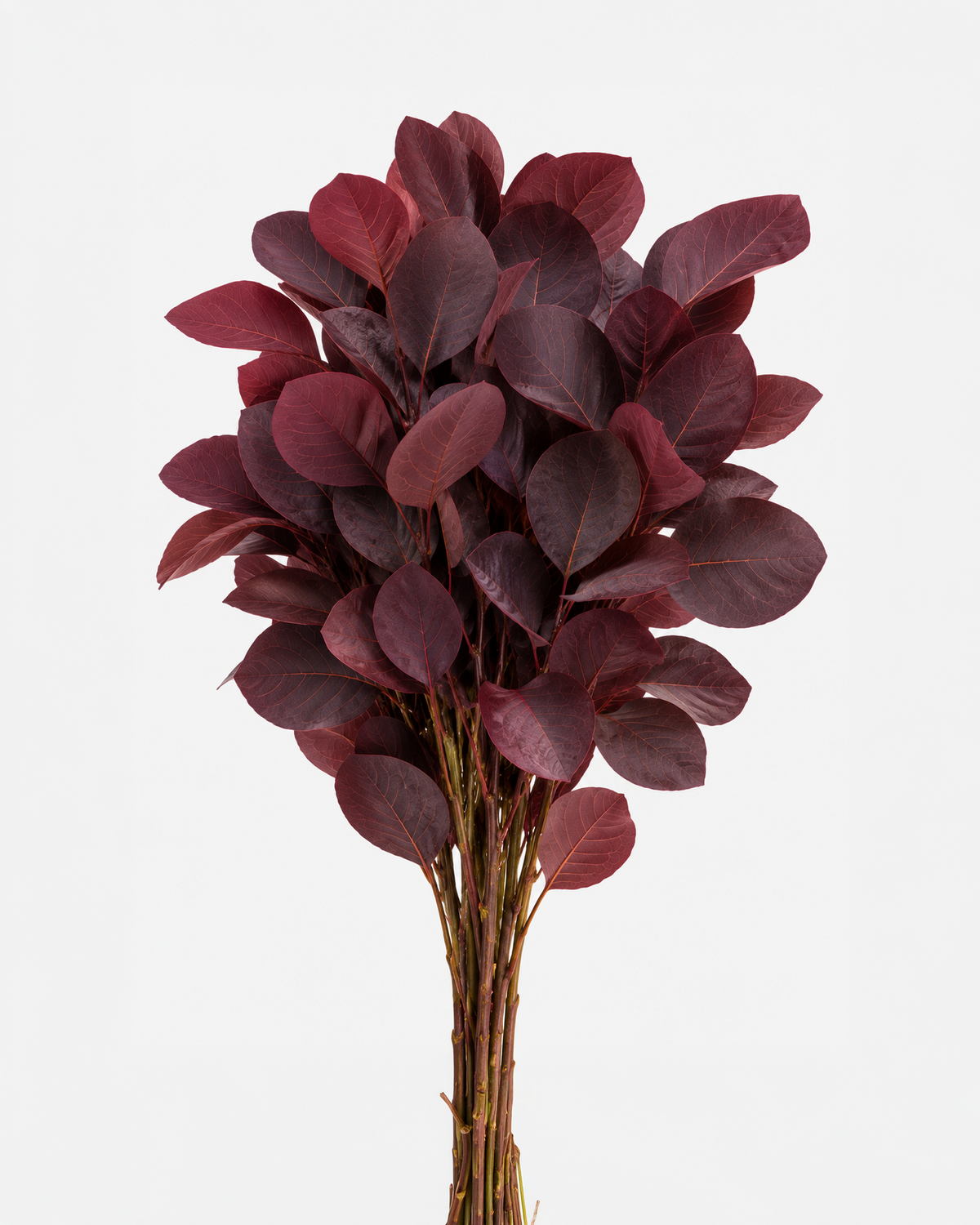Cotinus Red Leaves Long