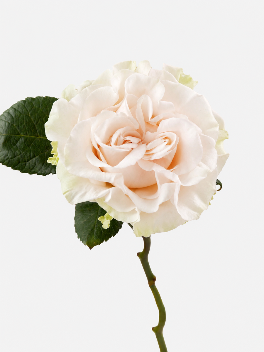 Cotton X-pression Gadren Roses Long