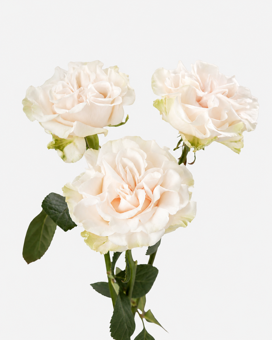 Cotton X-pression Roses Long