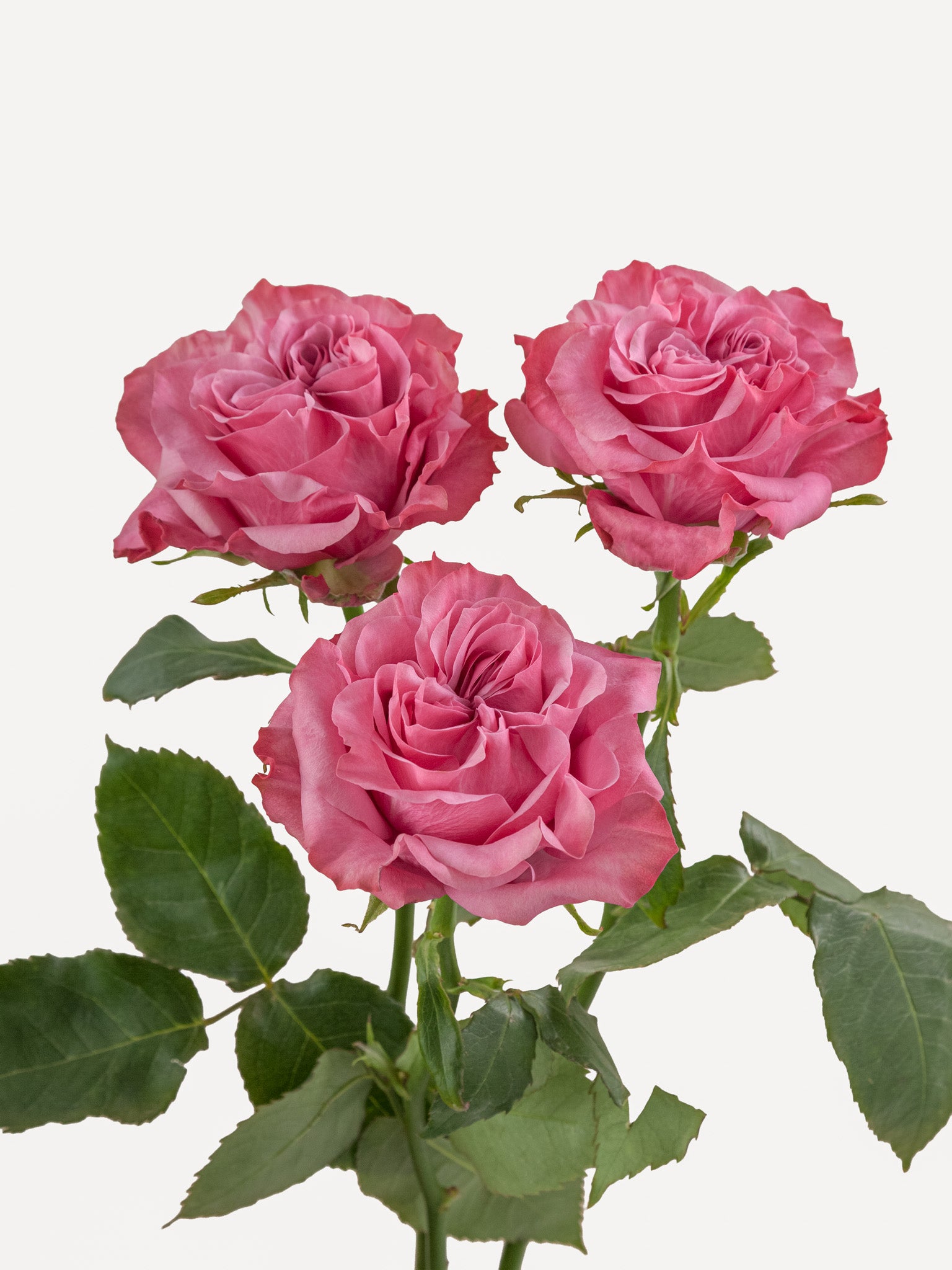 Rosas de Jardín Country Blues Largas
