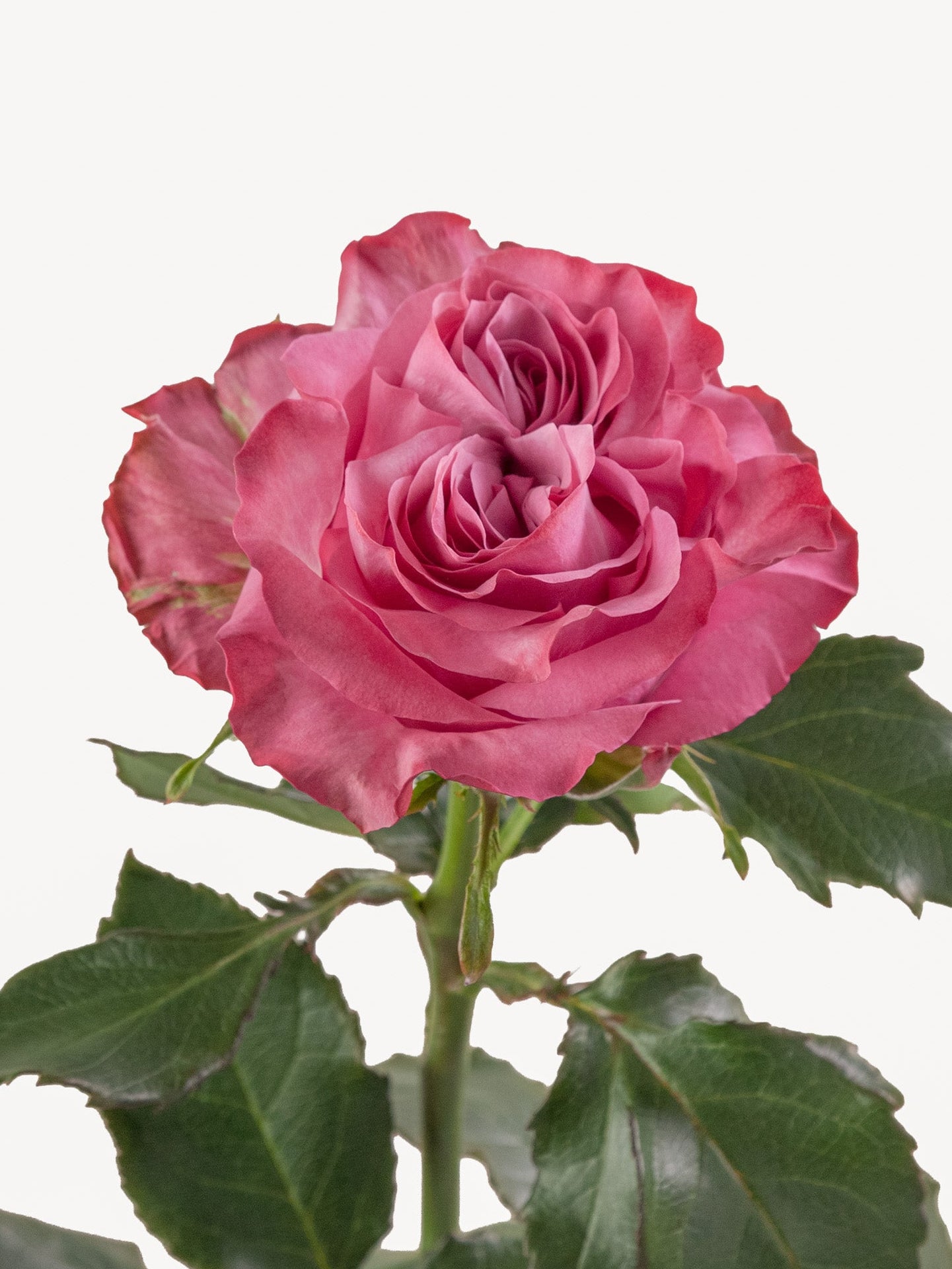 Rosas de Jardín Country Blues Largas