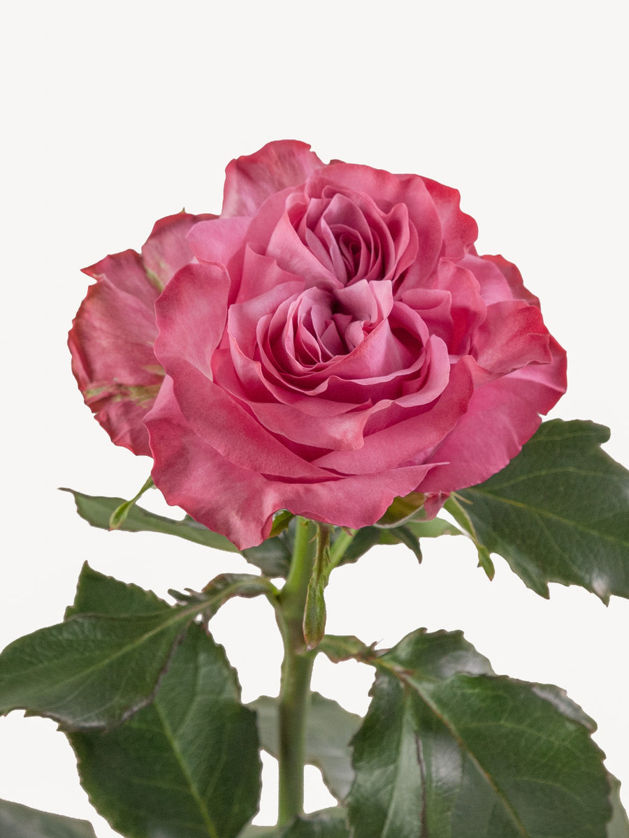Rosas de Jardín Country Blues Largas