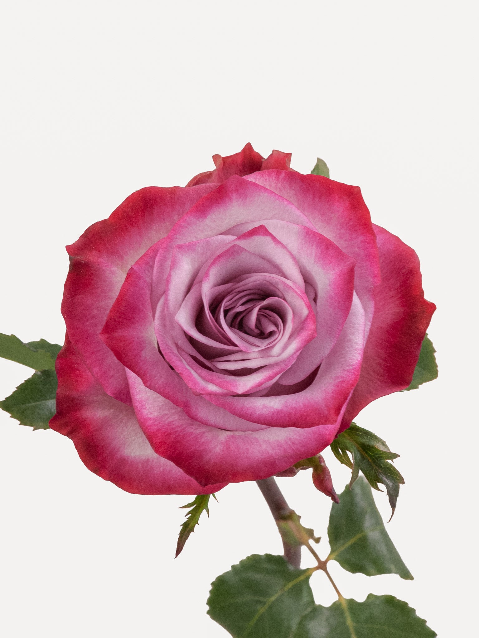 Rosas moradas oscuras lavanda largas
