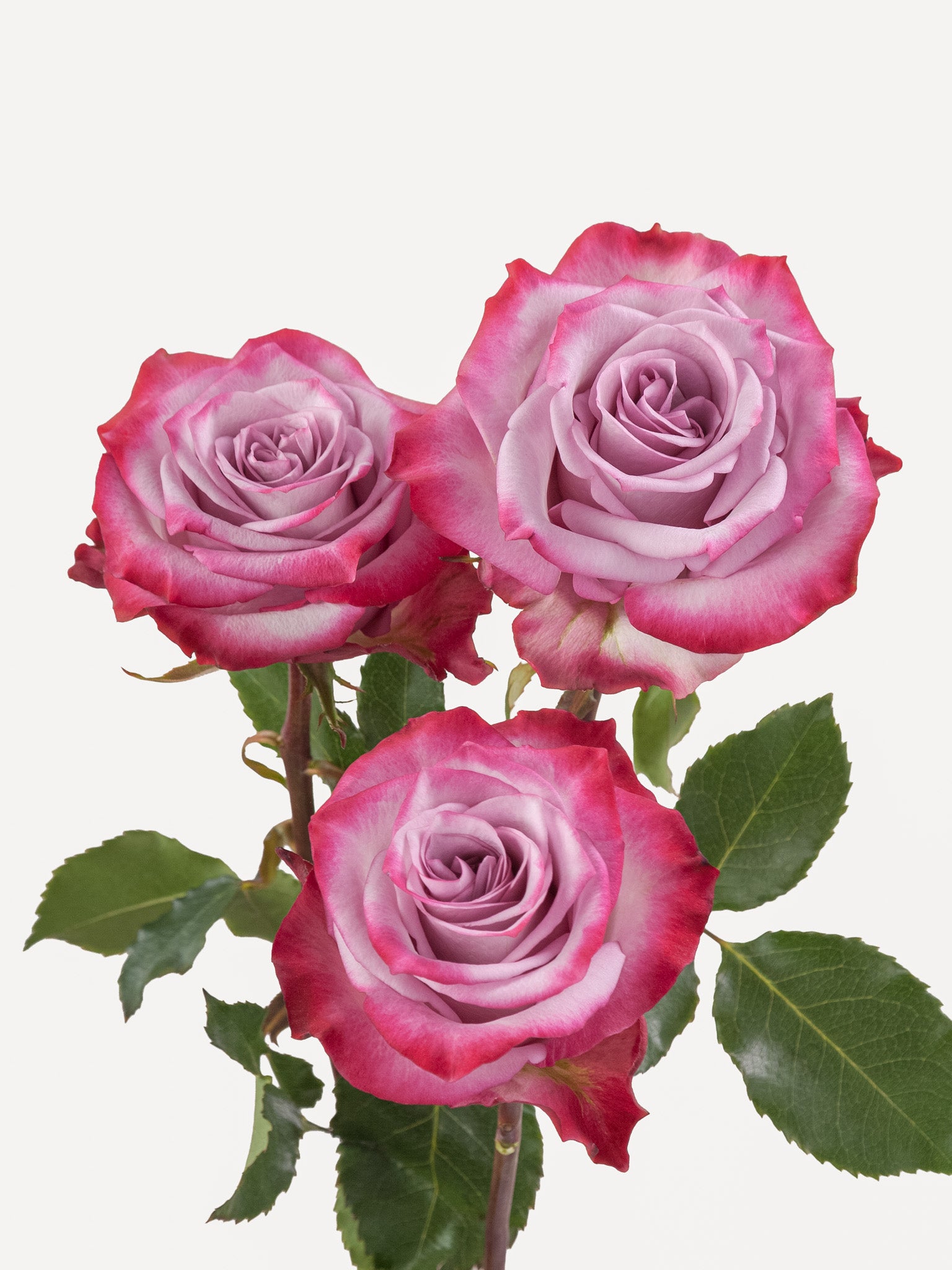 Rosas moradas oscuras lavanda largas