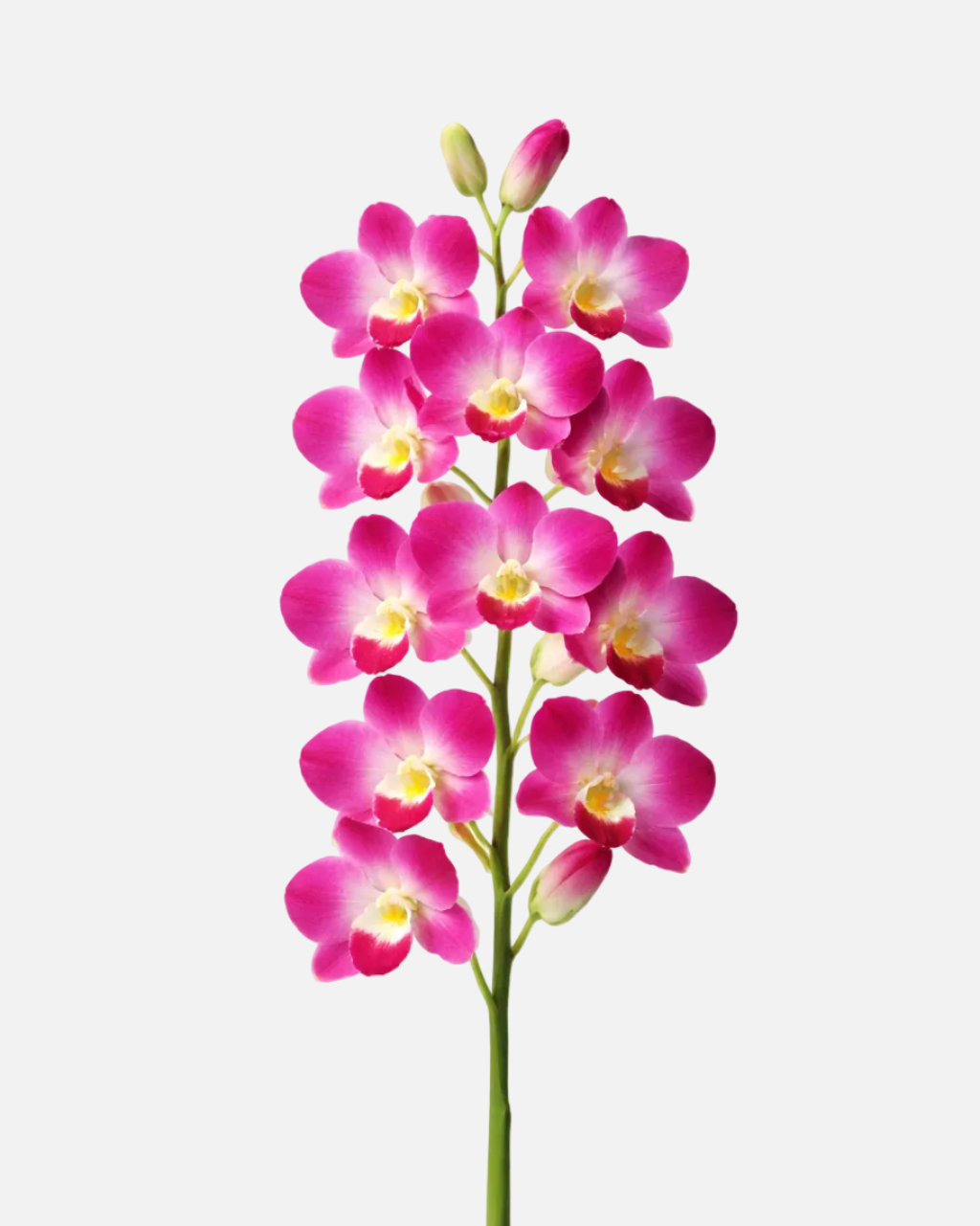Dendrobium Variegated