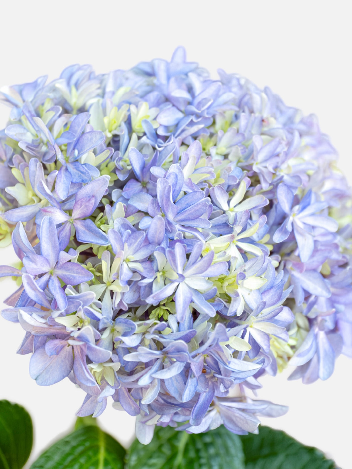 Hydrangea Japanese Lavender