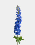 Delphinium Blue