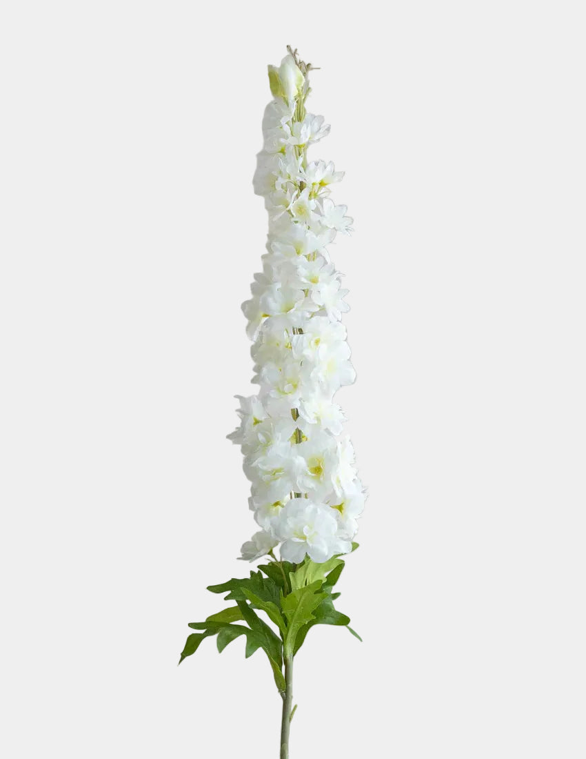 Delphinium híbrido blanco