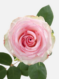 Esperance Roses Pink Long