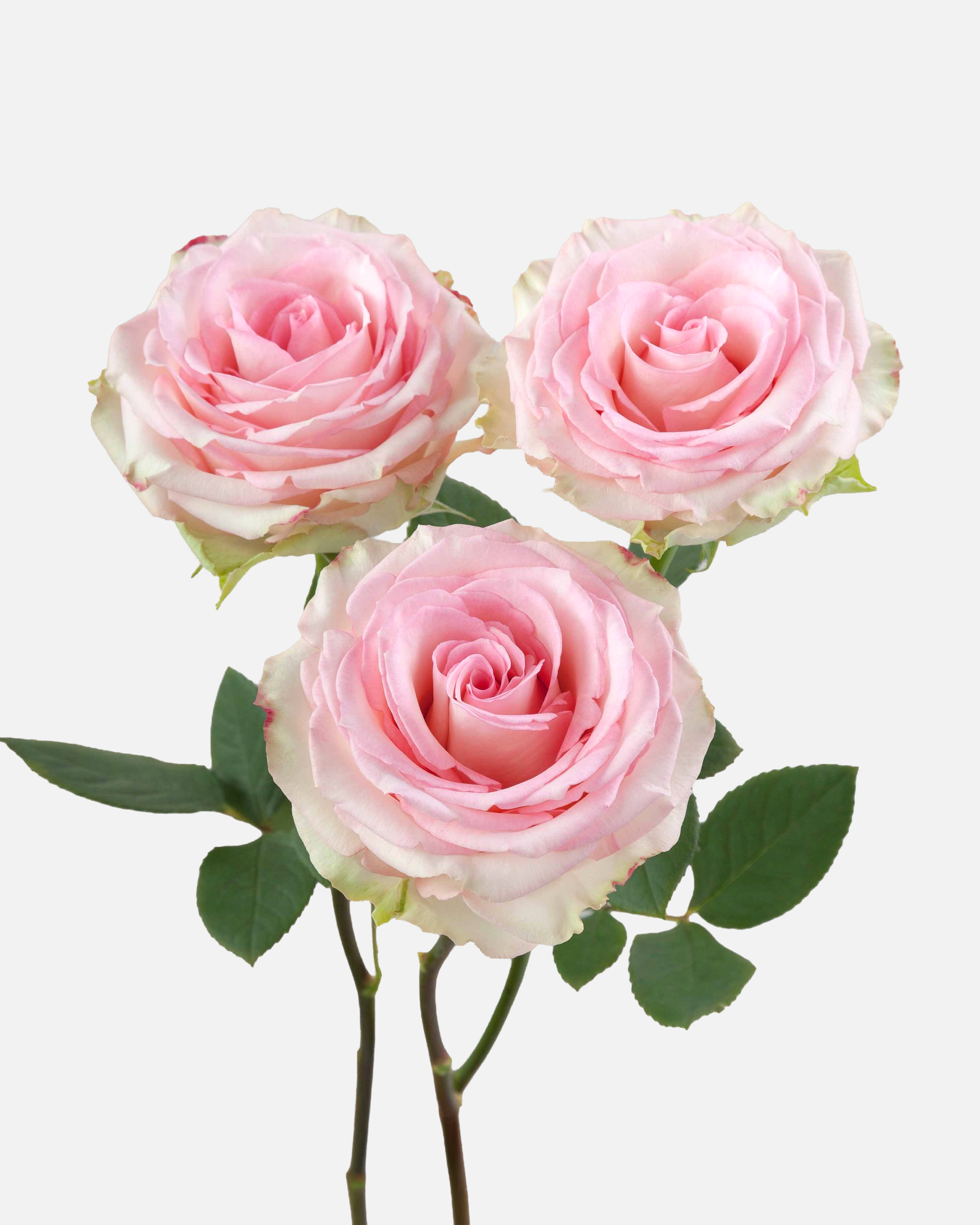 Esperance Roses Pink Long