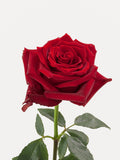 Rosas Explorer Rojo Corto