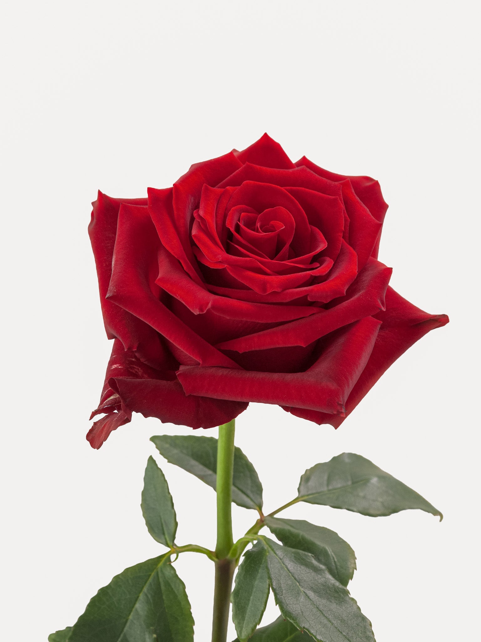 Rosas Explorer Rojo Corto