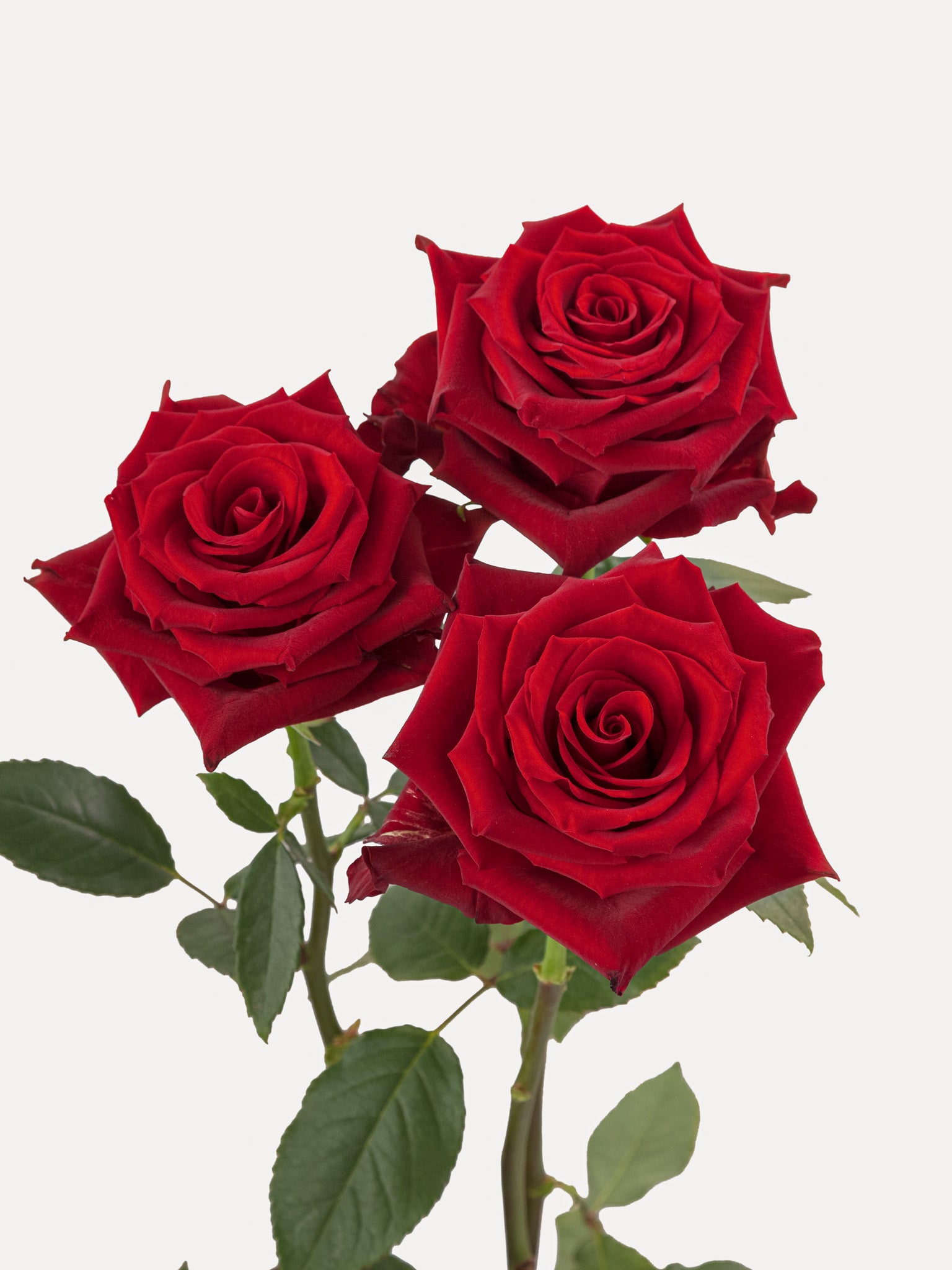 Rosas Explorer Rojo Corto