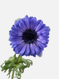 Anemone Blue