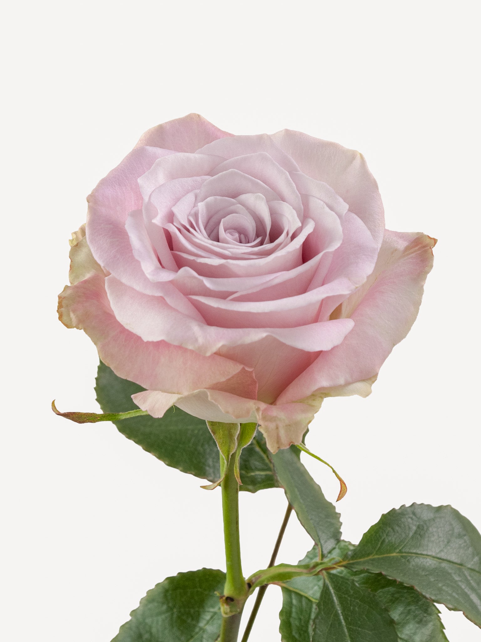 Fe Lavanda Rosa Corta