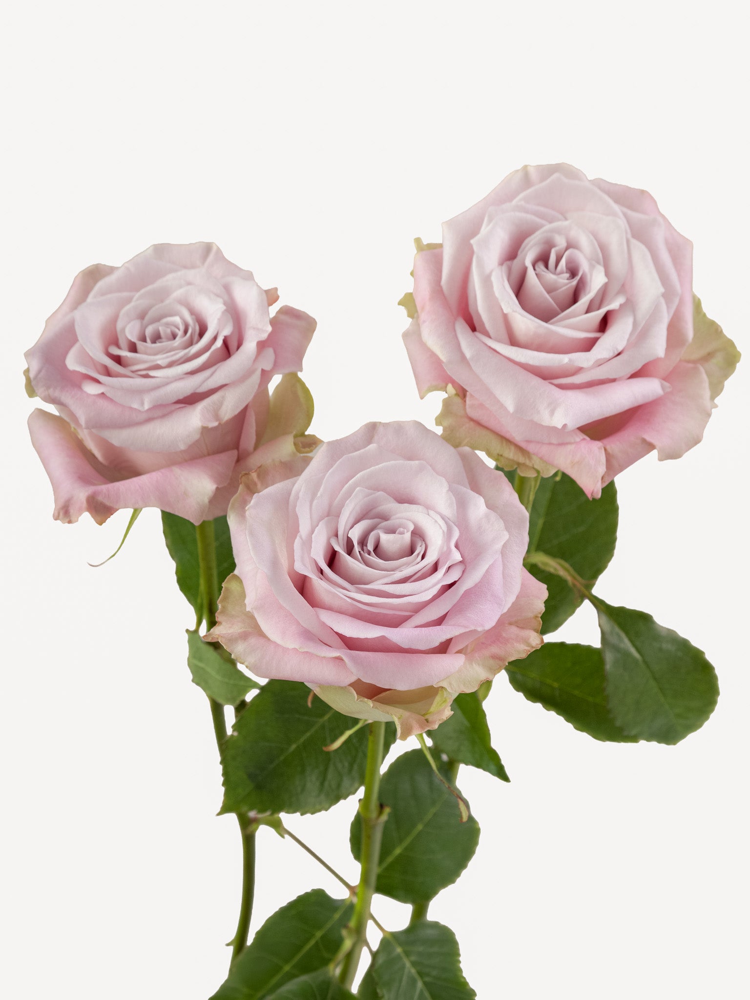Fe Lavanda Rosa Corta