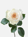 Fancy Dreams Roses White Long