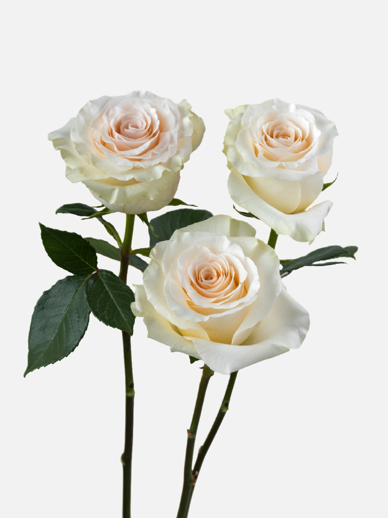 Fancy Dreams Roses White Long