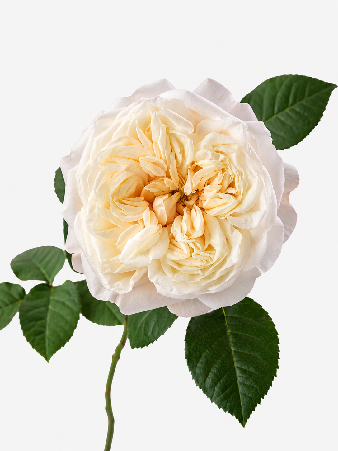 Fatima Garden Rose Short