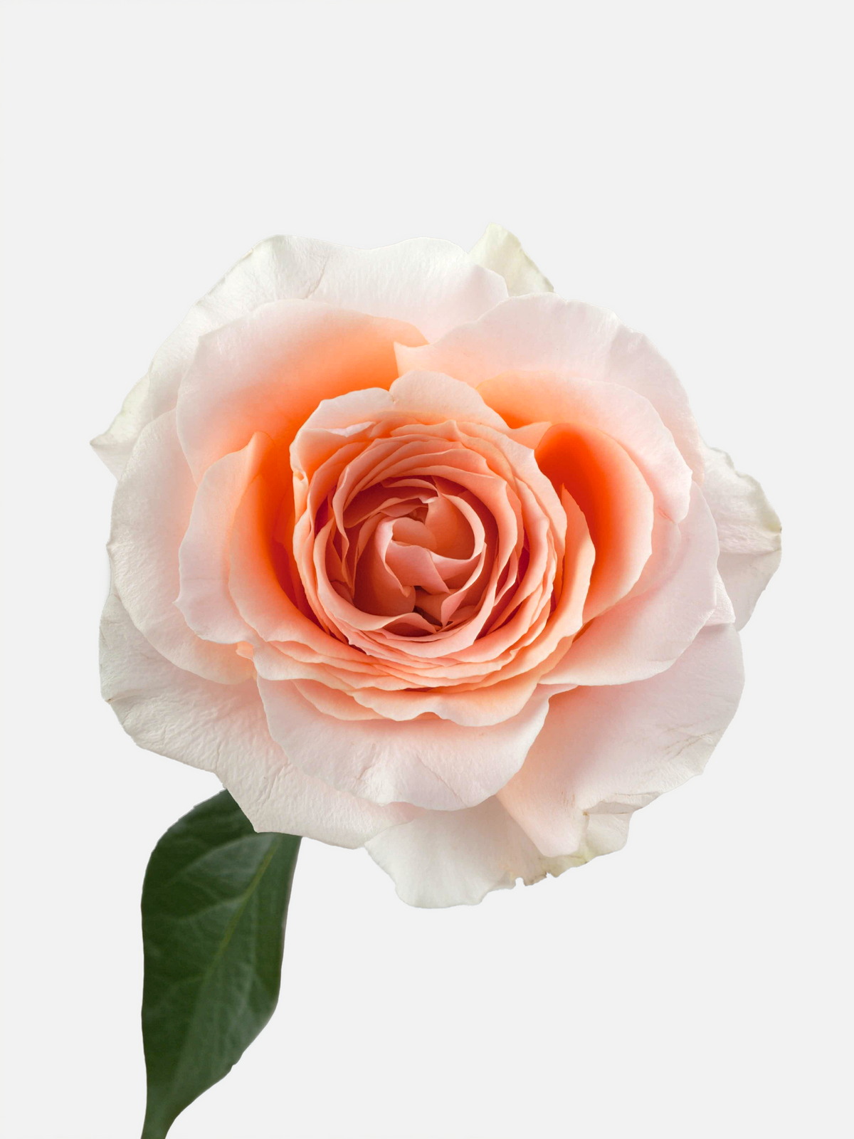 Felicity Roses Peach Short