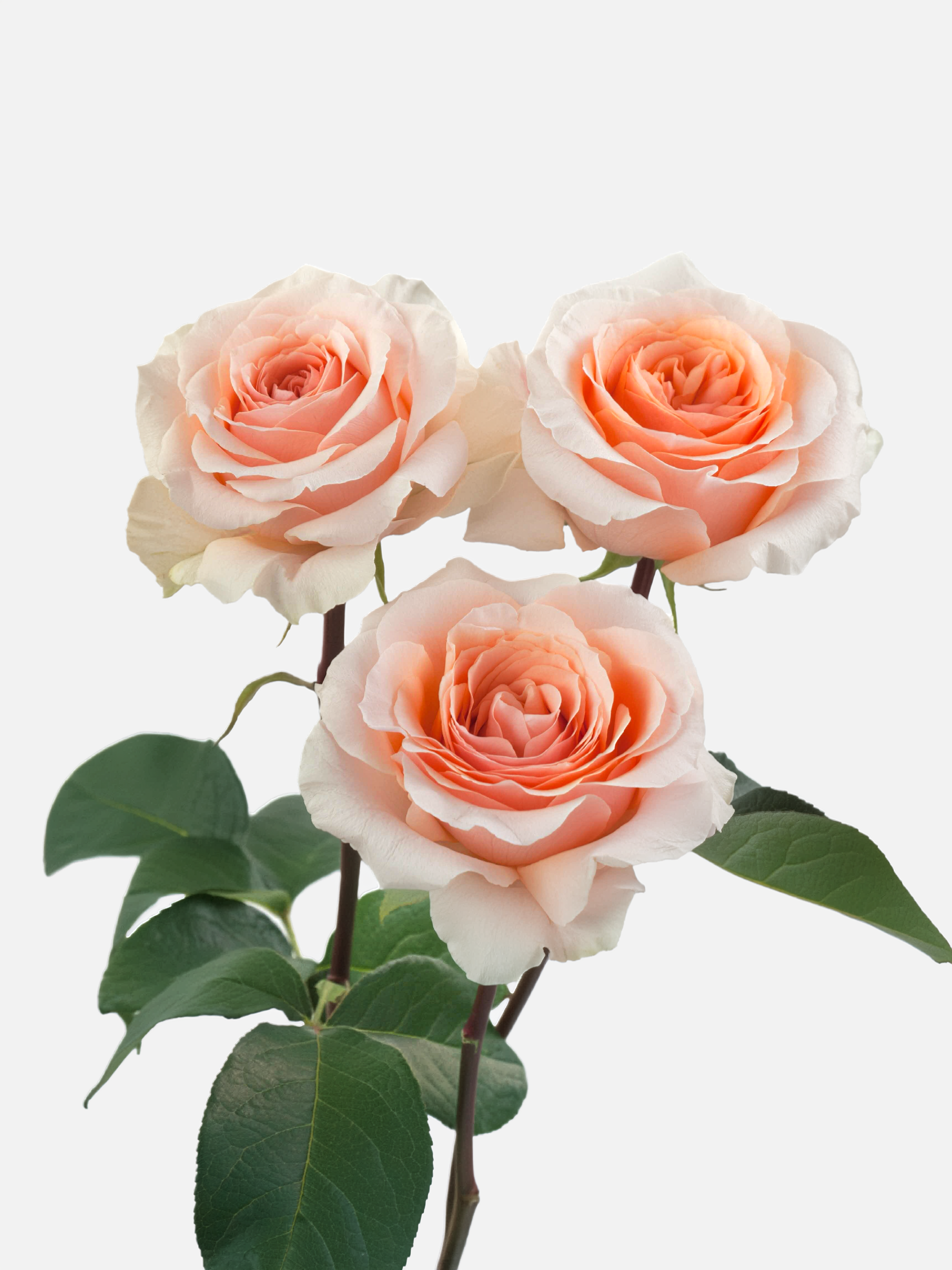 Felicity Roses Peach Short