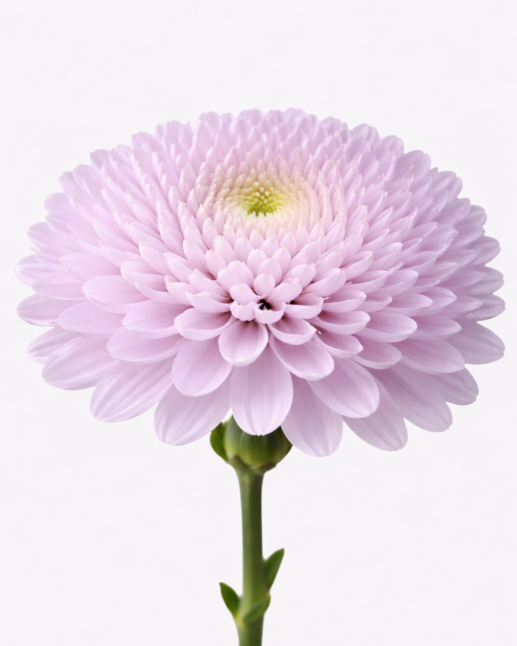 Football Mums Lavender
