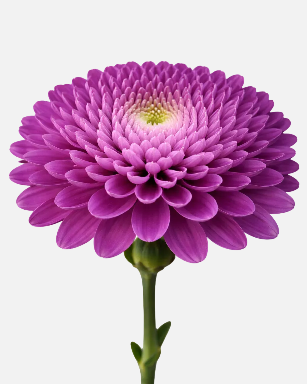 Football Mums Dark Purple