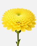 Football Mums Yellow