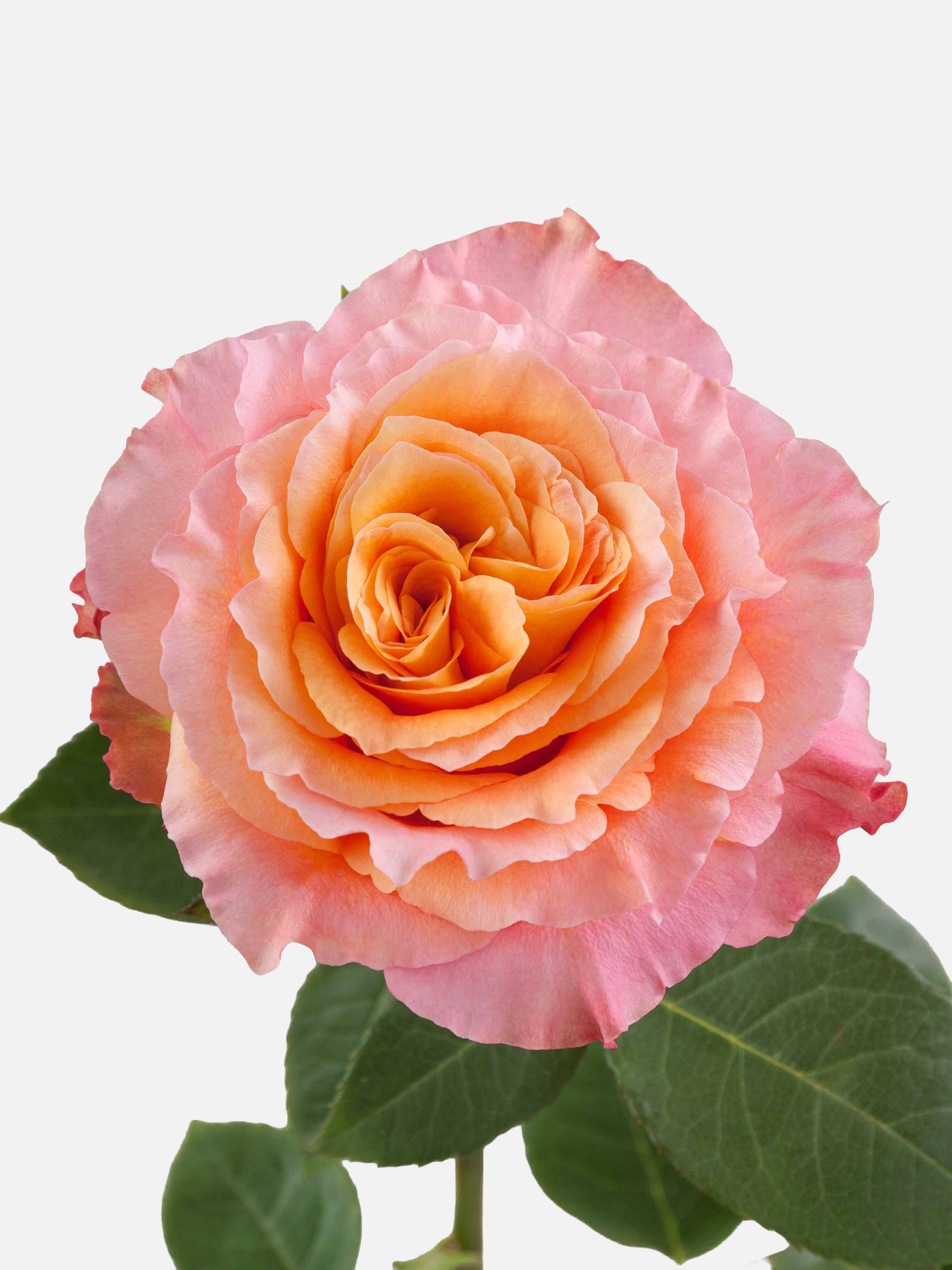 Rosas Free Spirit Naranjas Largas