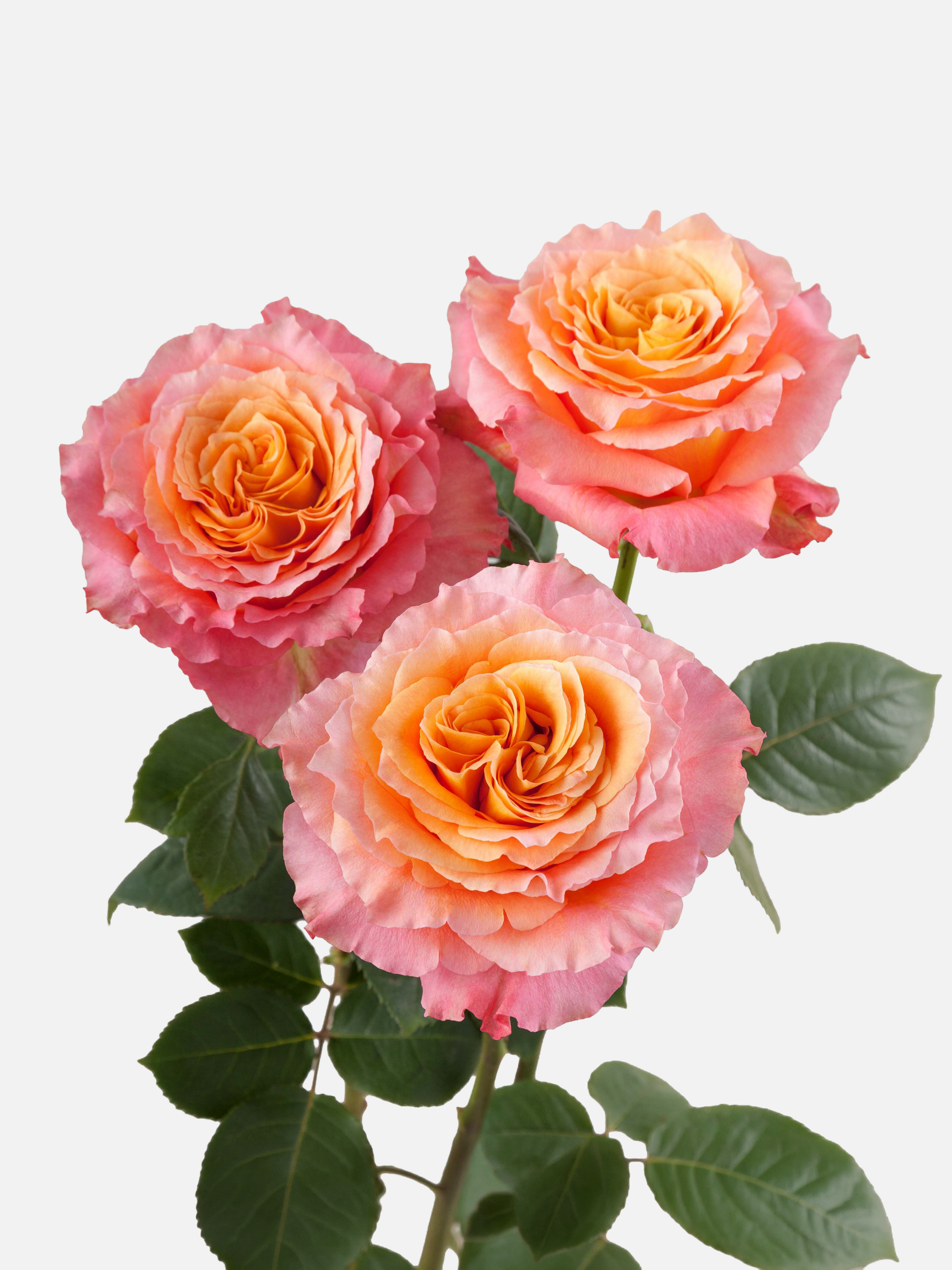 Rosas Free Spirit Naranjas Largas