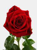 Rosas Freedom Rojas Largas