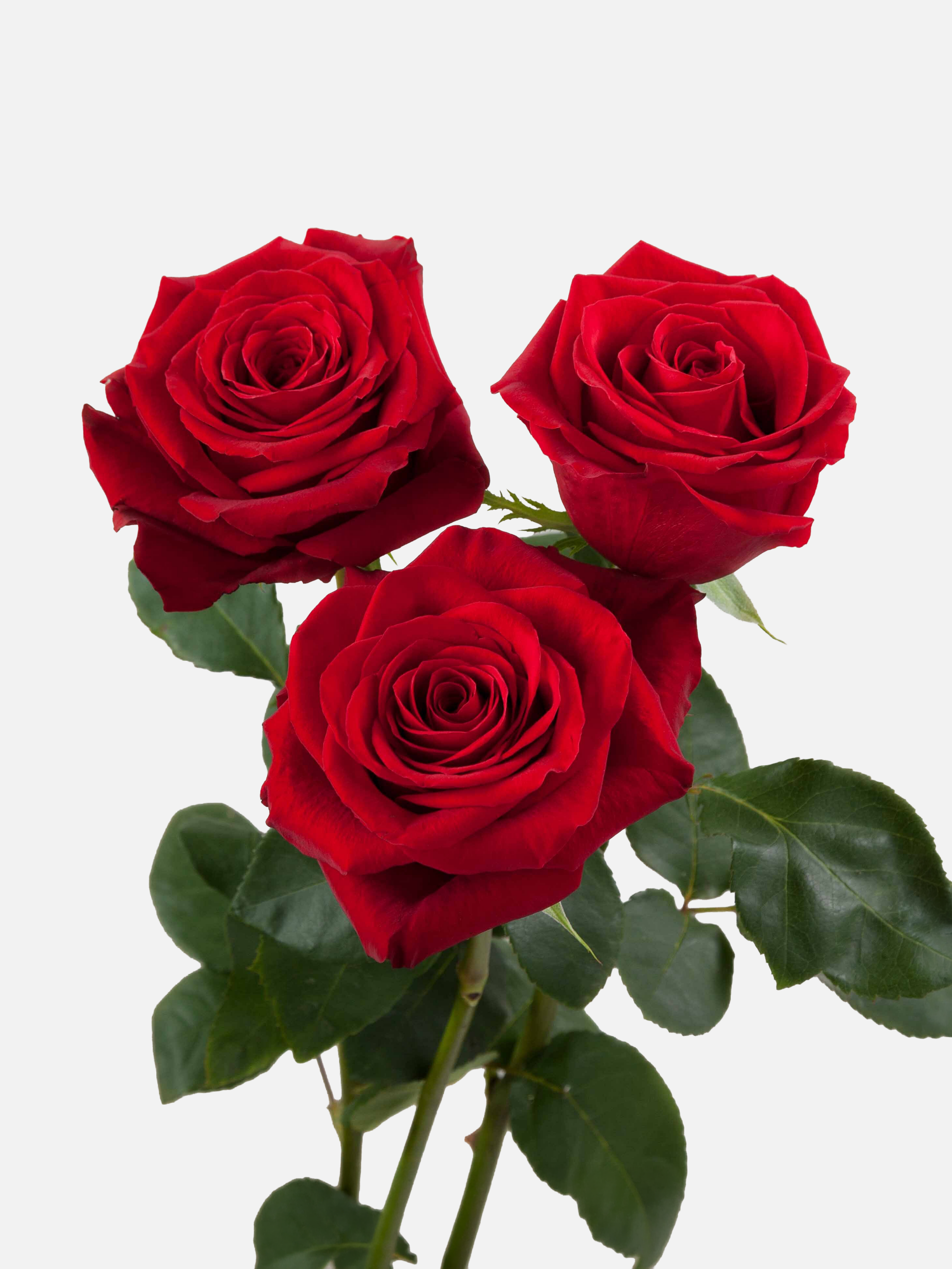 Freedom Roses Long