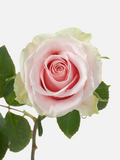 Frutteto Roses Long
