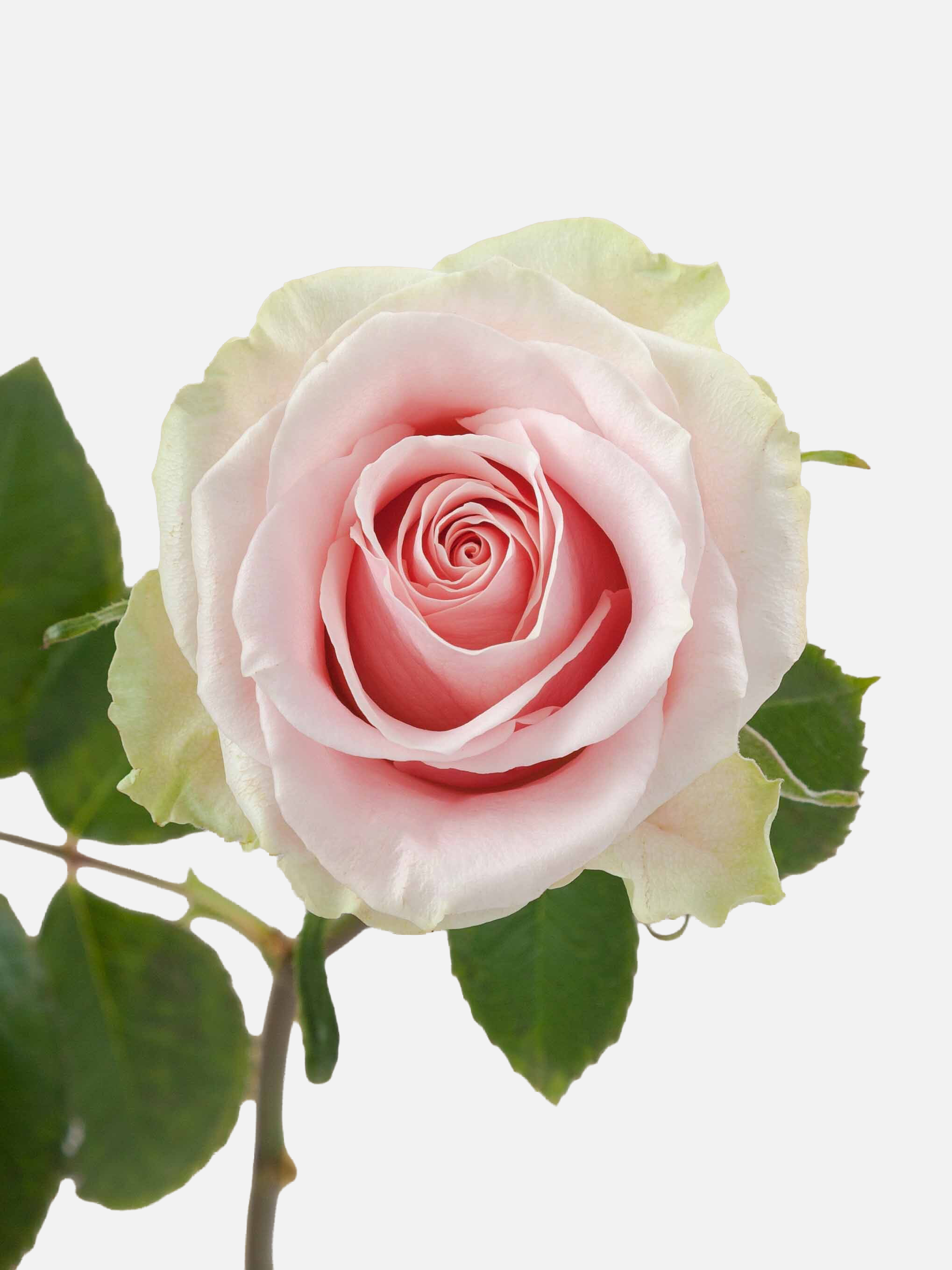 Frutteto Roses Long