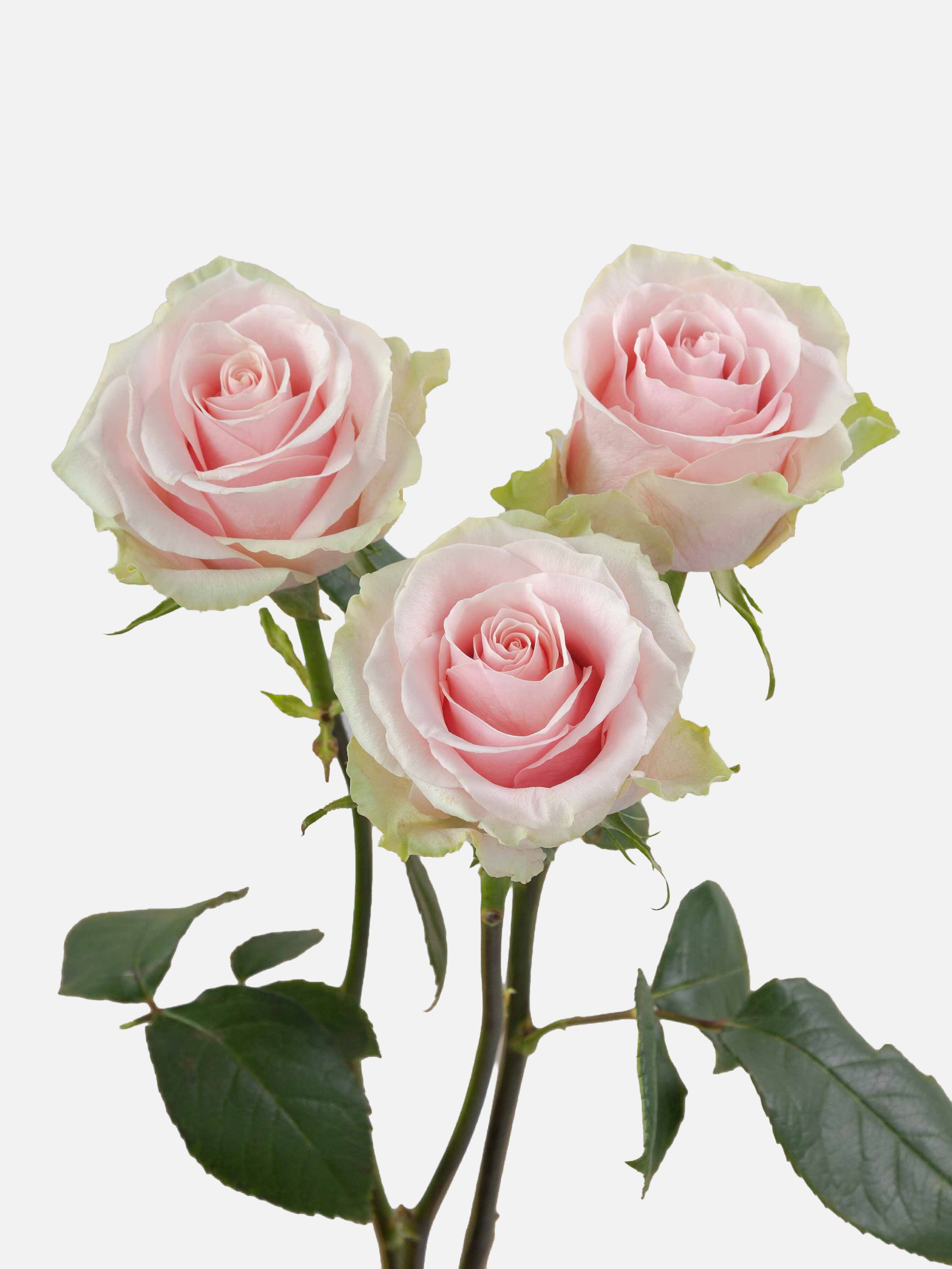 Frutteto Roses Long