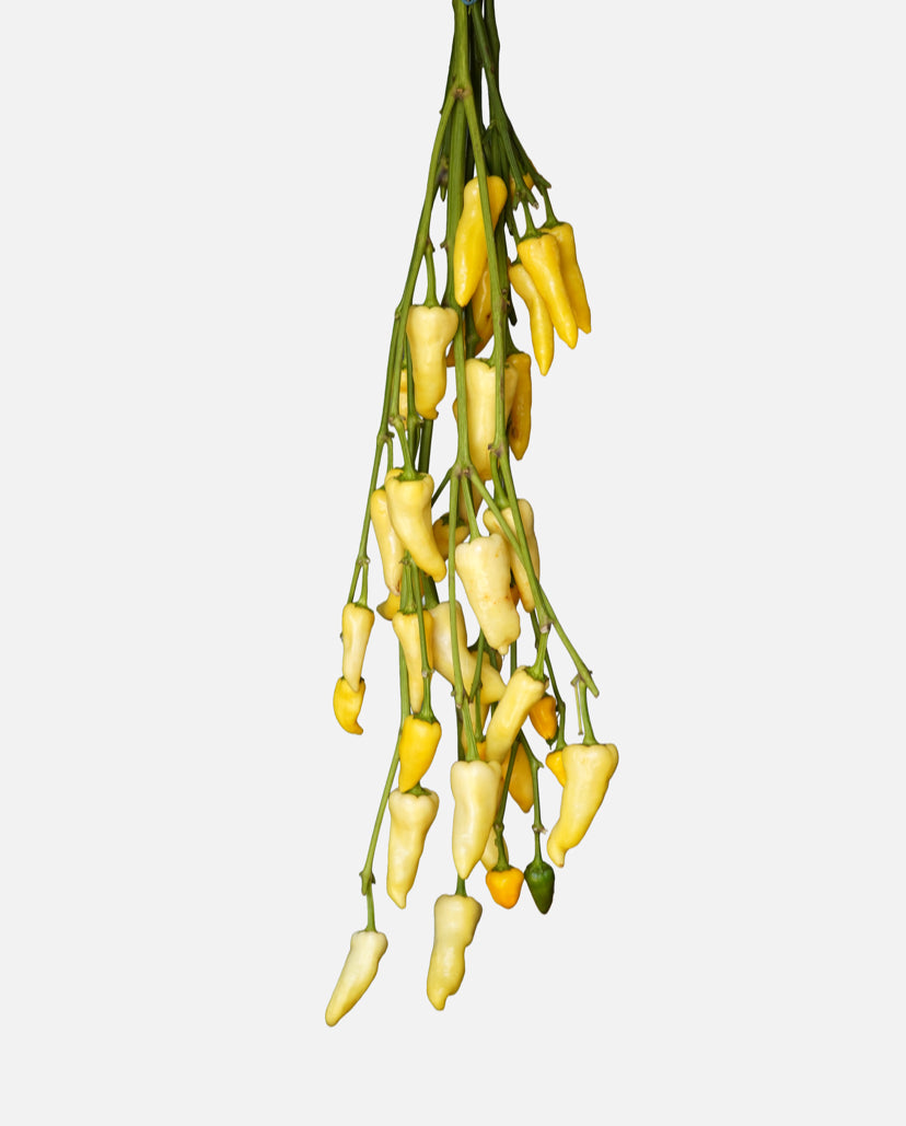 Chilli Peppers Red/Yellow