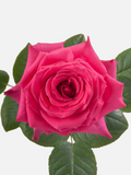 Full Monty Rose Rosa Fucsia Corto