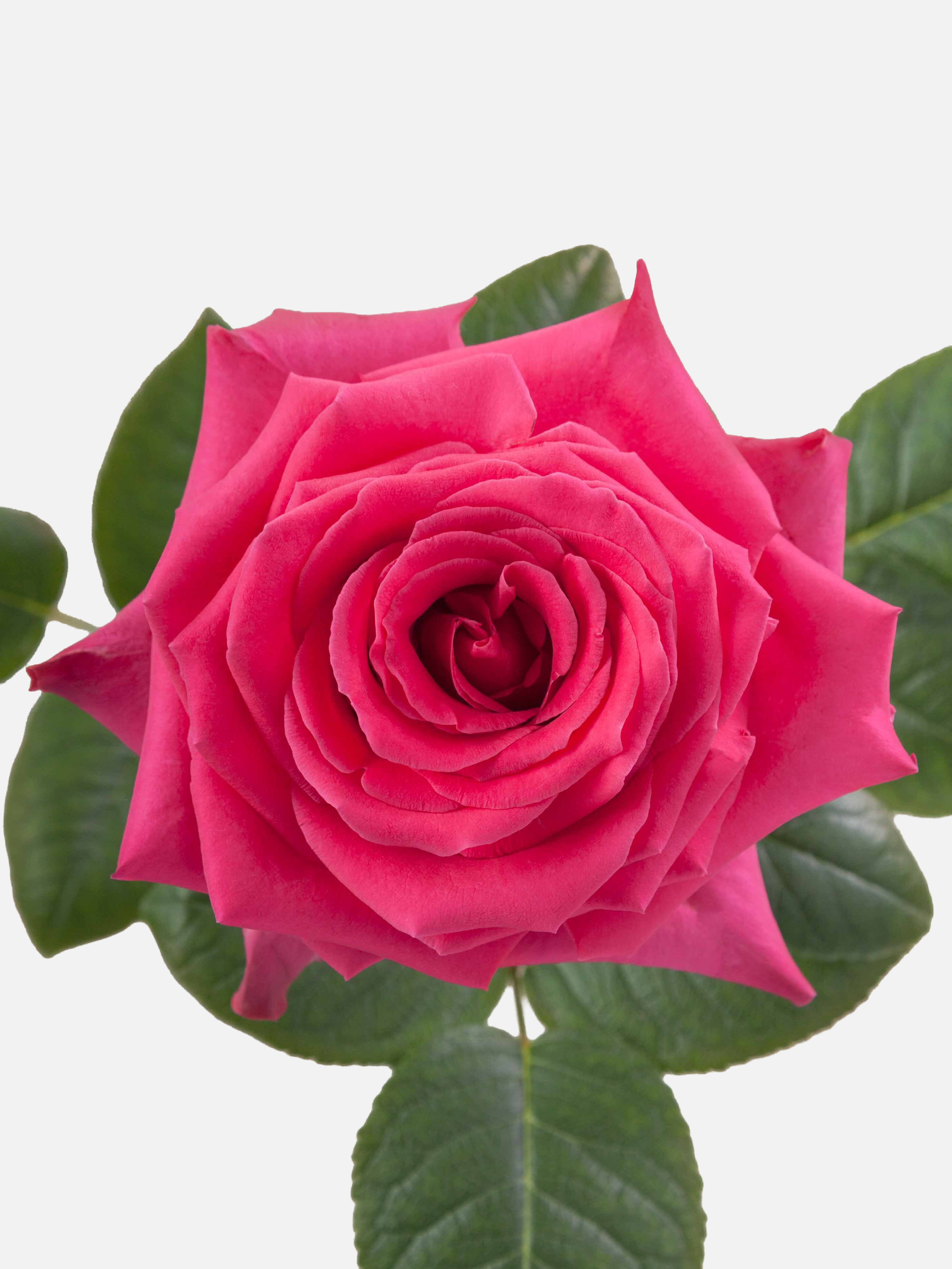 Full Monty Rose Rosa Fucsia Corto
