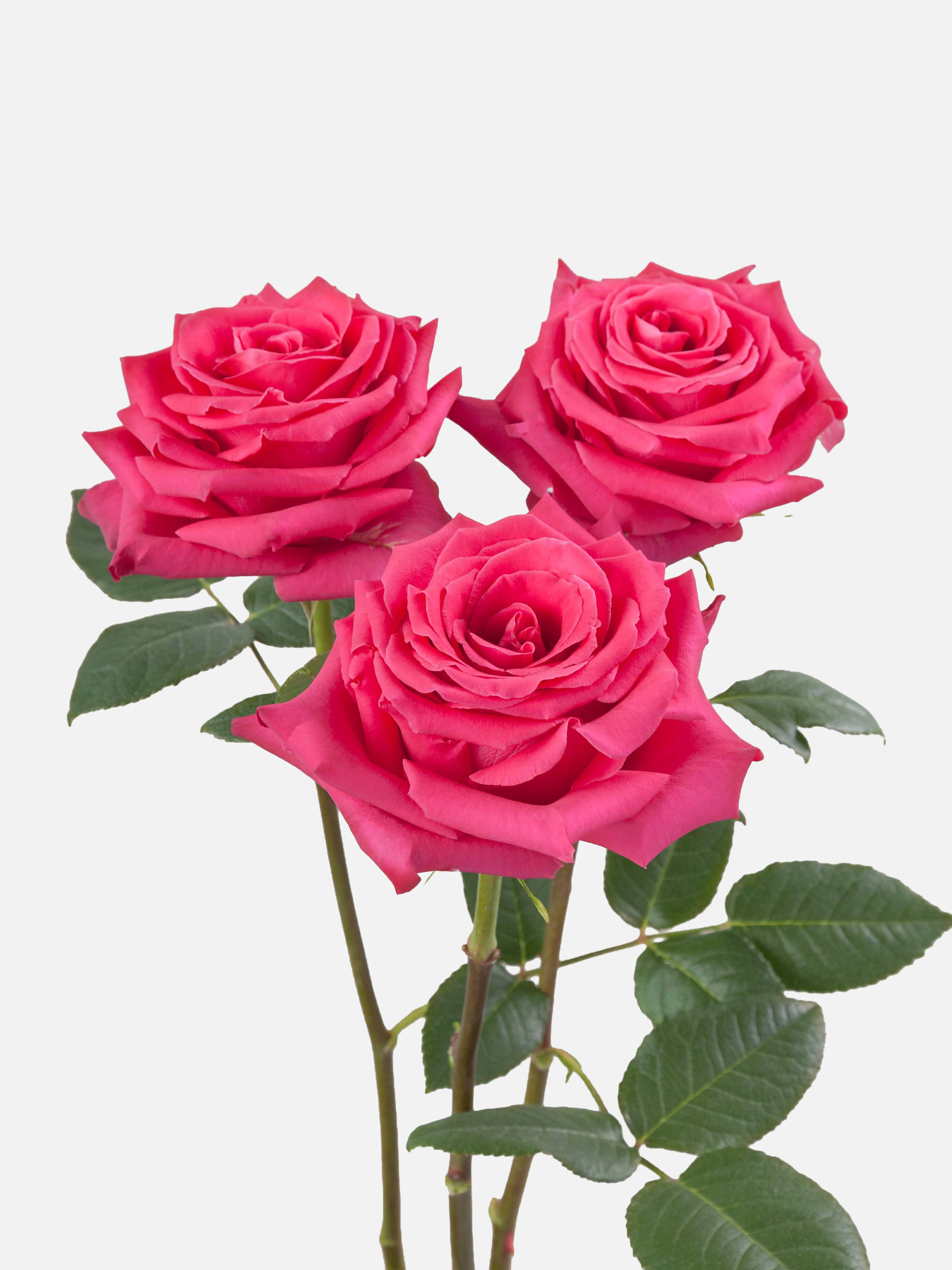 Full Monty Rose Rosa Fucsia Corto