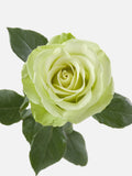 Rosas Románticas Verdes Larga