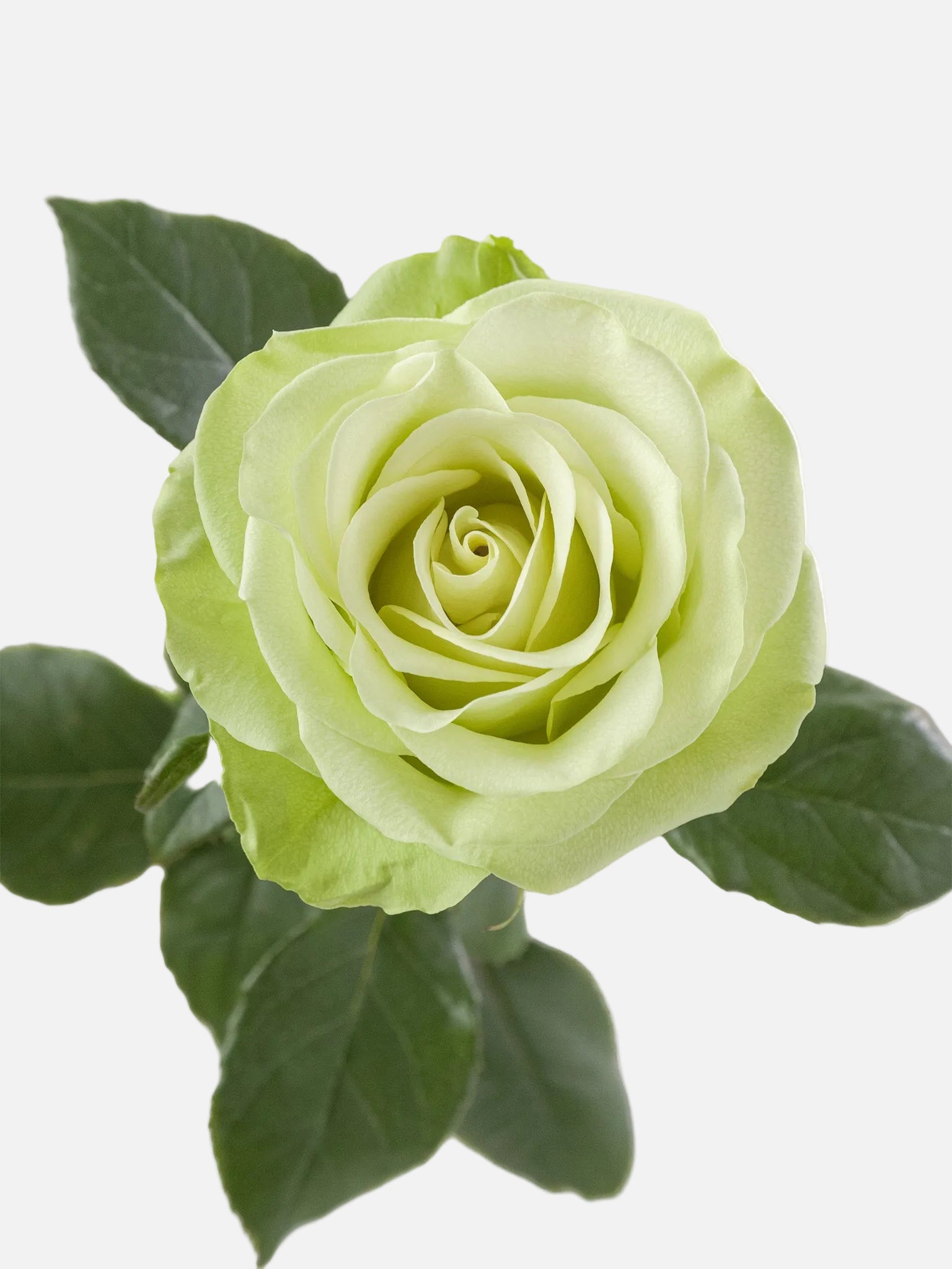Rosas Románticas Verdes Larga