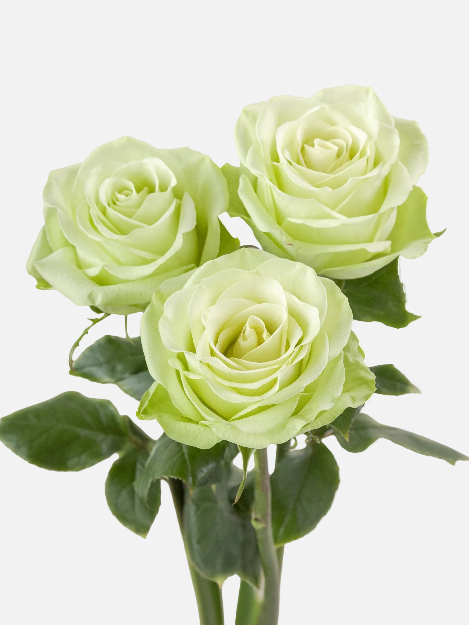Rosas Románticas Verdes Larga