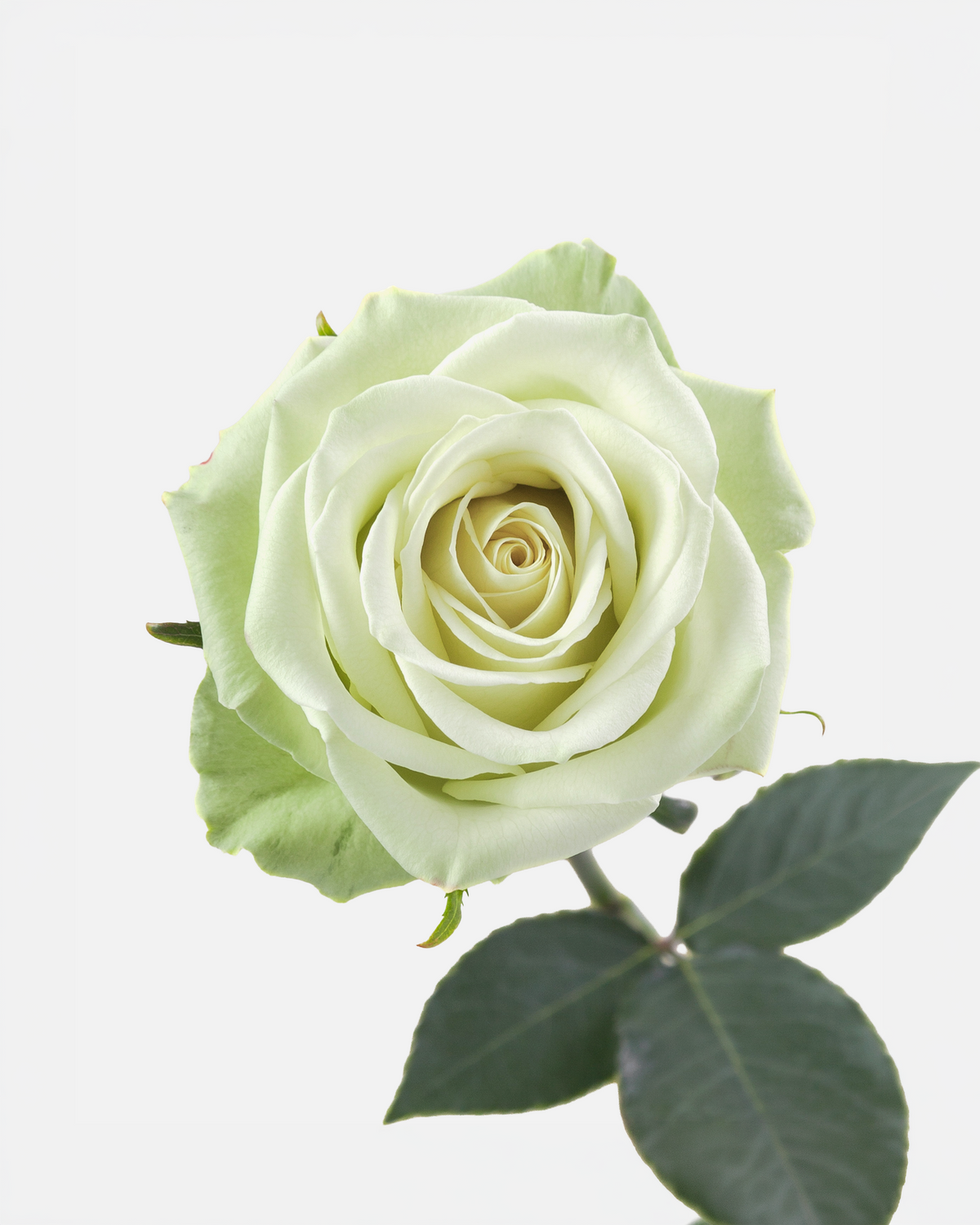 Green Tea Roses Short