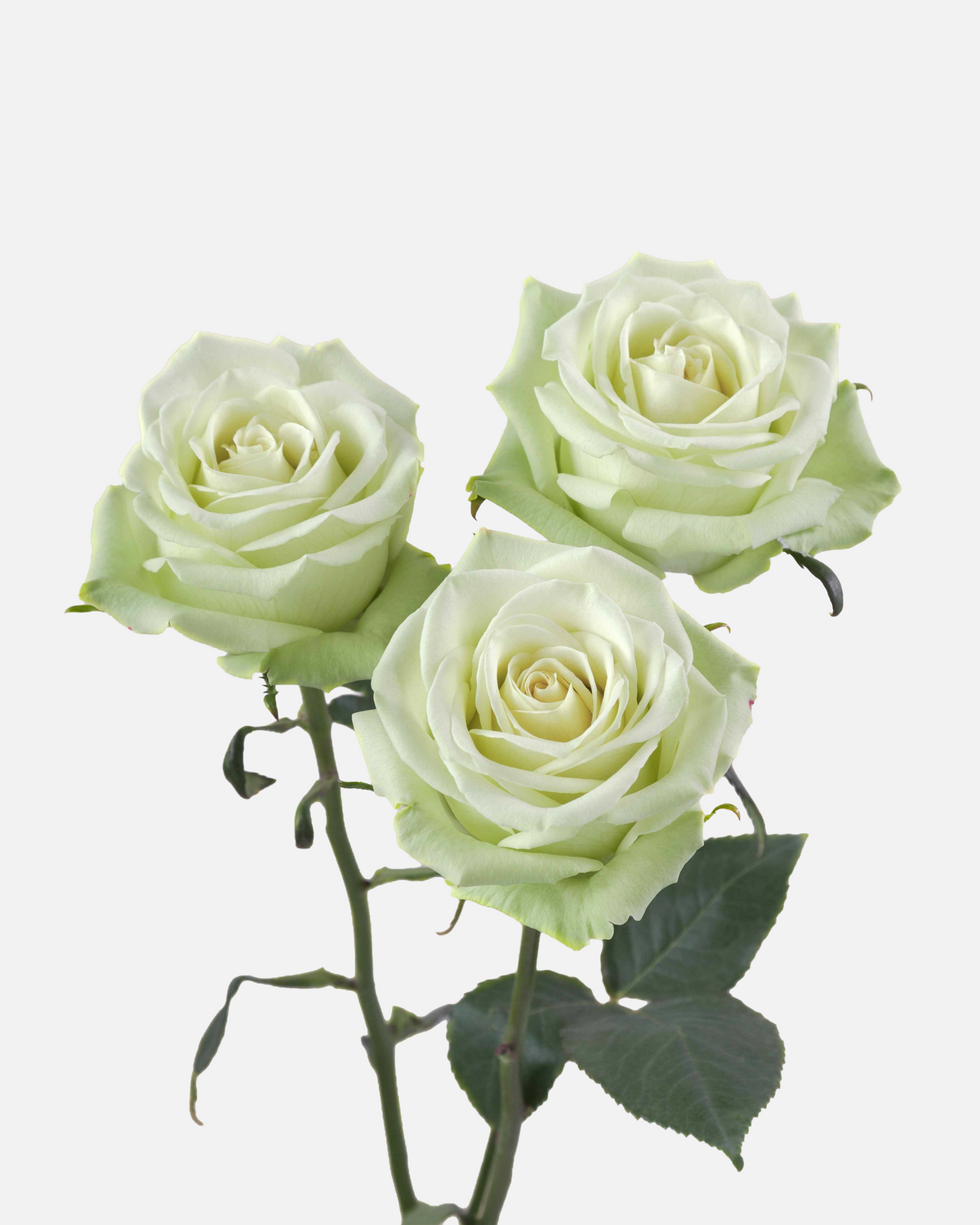 Green Tea Roses Short