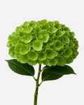 Hydrangea Green Emerald