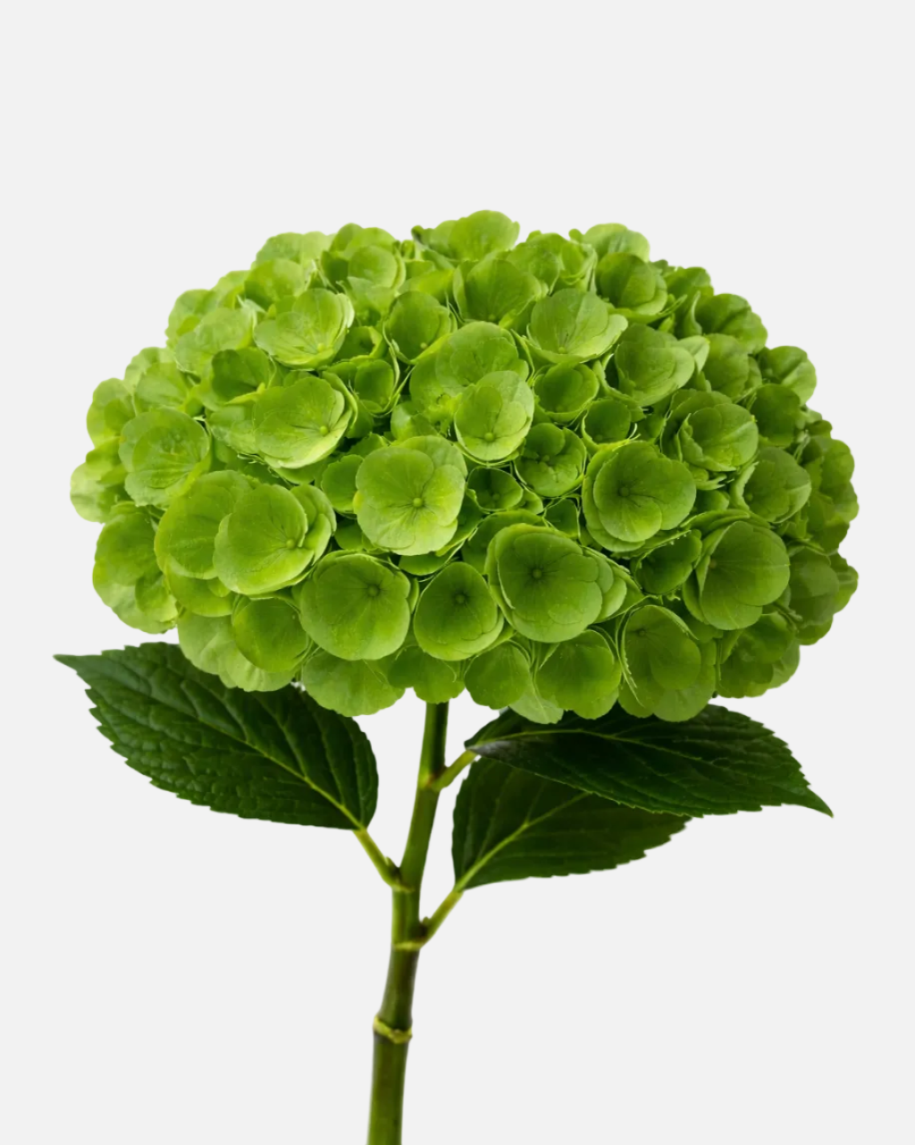 Hydrangea Green Emerald